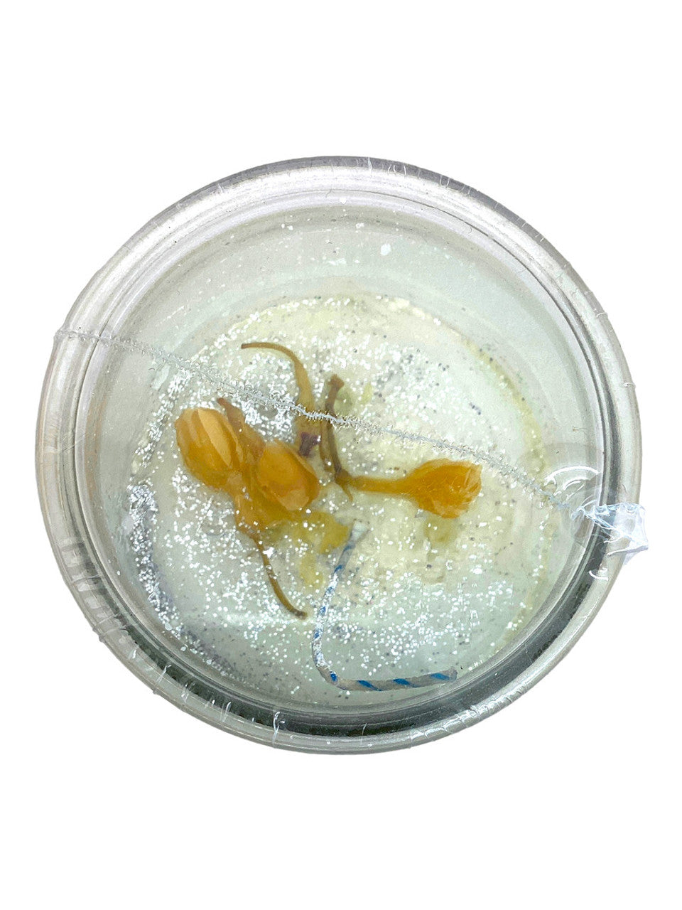 Gardenia Dressed & Blessed 7 Day Prayer Candle / Purification, Clarity, Hope